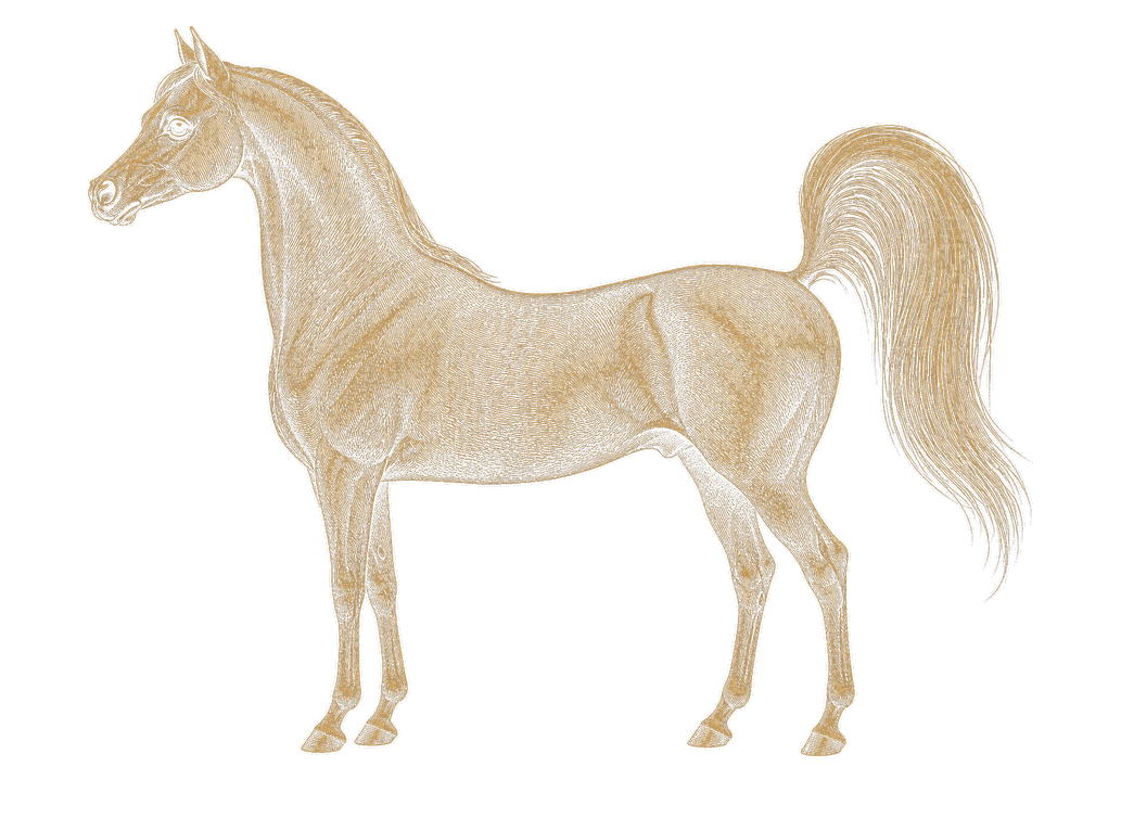 Koń arabski