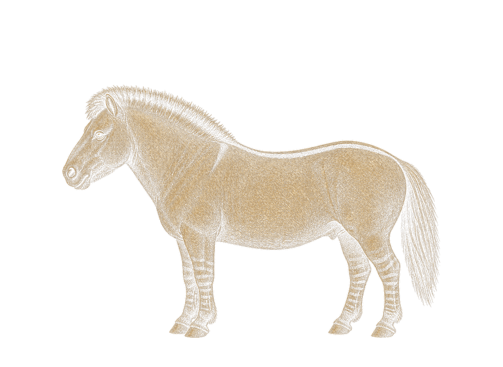 Konik polski