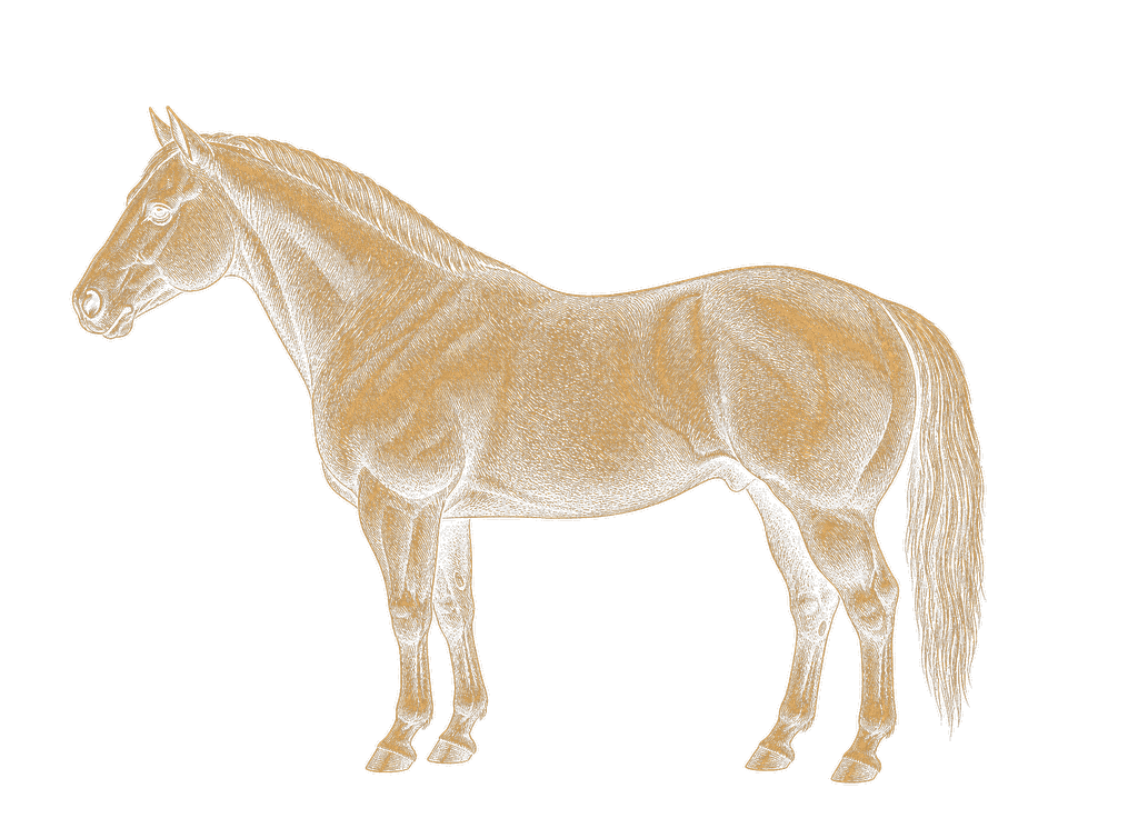 American Quarter Horse